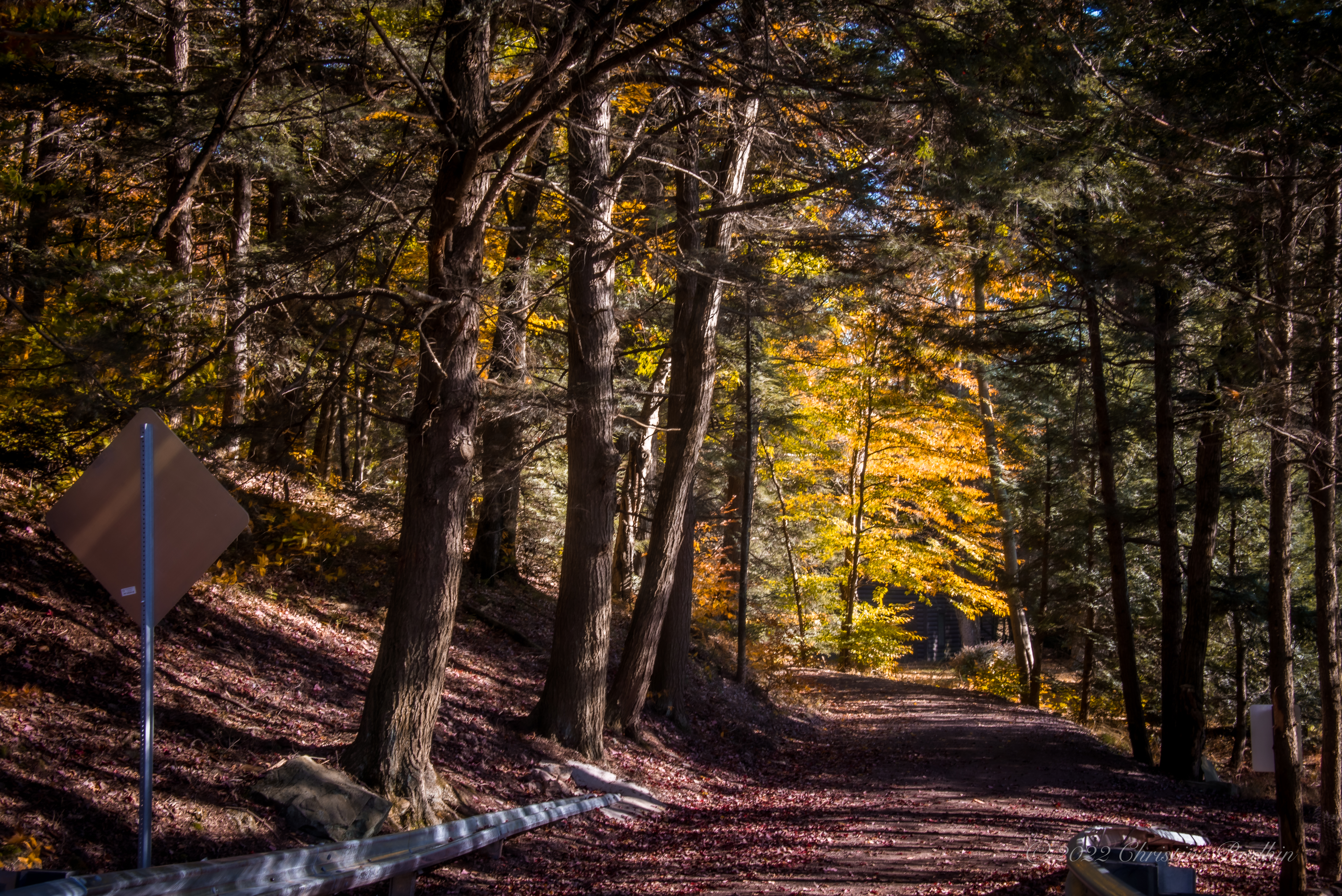 wooded trail with yellow